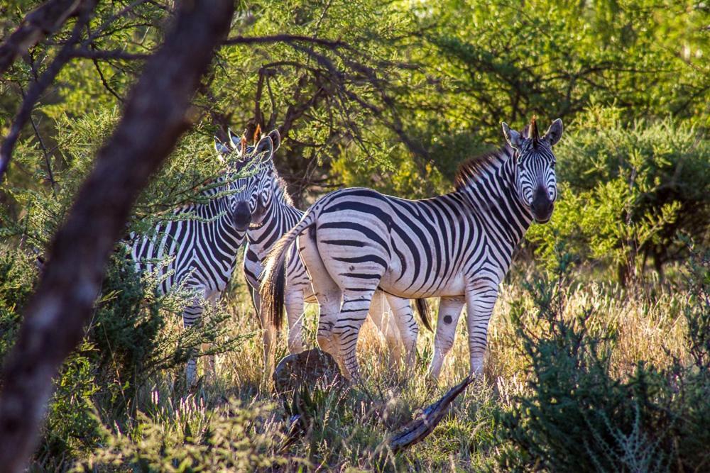 Lobatse Big Valley Game Lodge מראה חיצוני תמונה