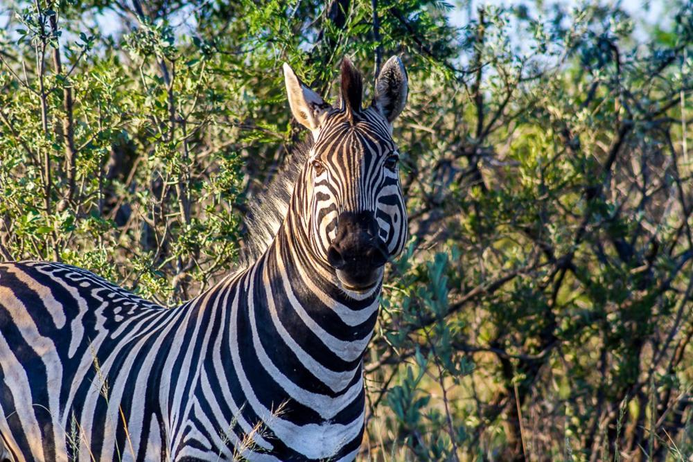 Lobatse Big Valley Game Lodge מראה חיצוני תמונה