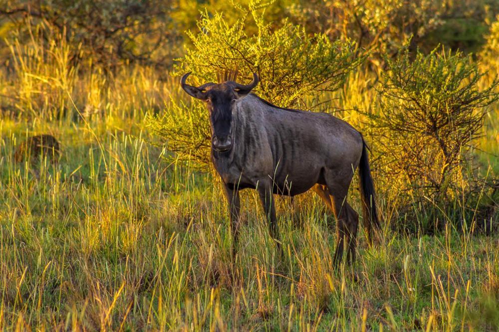 Lobatse Big Valley Game Lodge מראה חיצוני תמונה