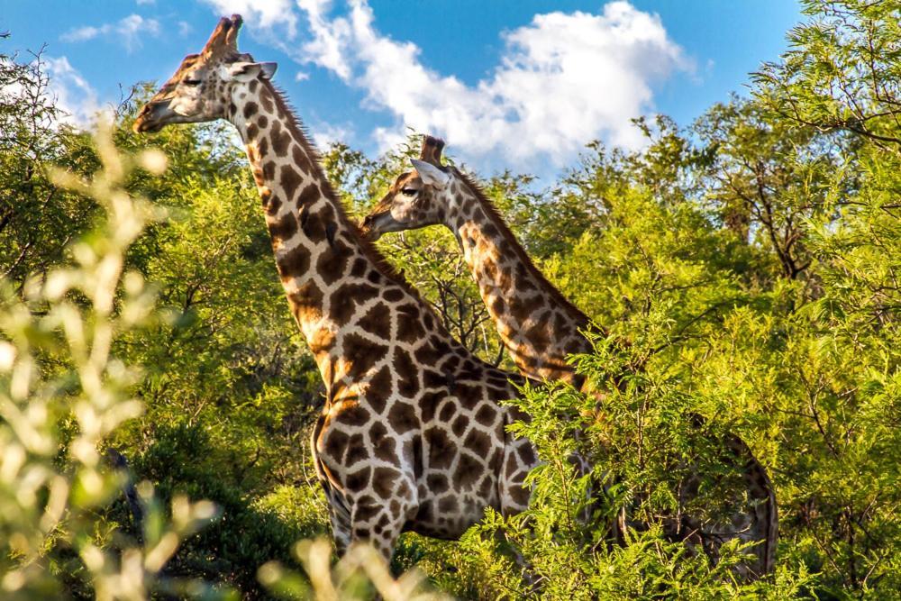 Lobatse Big Valley Game Lodge מראה חיצוני תמונה